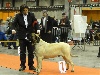  - BRUSSELS DOG SHOW: Eton Champion International!!!