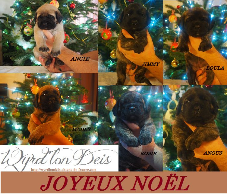 Les chiots ont 1 mois le 25 décembre. JOYEUX NOËL!!!