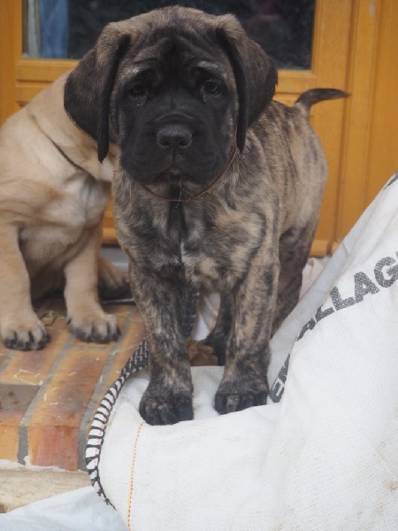 Wyrd'lon Deis - Mastiff - Portée née le 25/11/2015